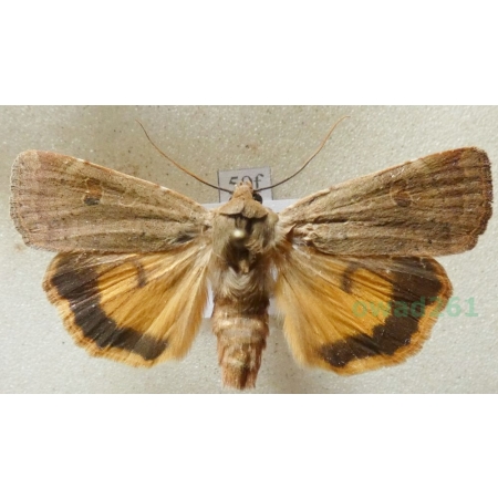 Noctua interposita (Hübner, 1790) Rolnica Czech50f